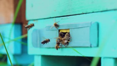 Bal arıları arı kovanlarının etrafında dolanıp uçuyorlar. İşçi arıların hayatı. Yavaş çekim