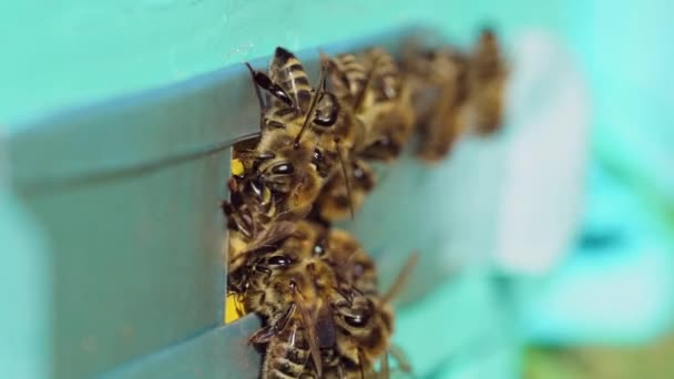 Σμήνος Από Μέλισσες Στην Είσοδο Της Κυψέλης Ζωή Των Μελισσών — Αρχείο Βίντεο