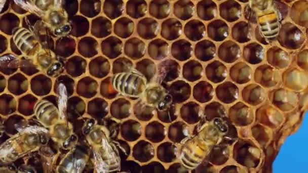 Les abeilles convertissent le nectar en miel et le couvrent de rayons de miel. Concept d'apothéose. Mouvement lent 