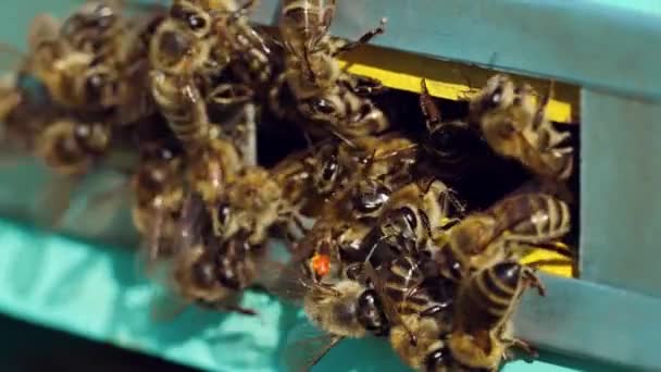 Honingbijen Zwermen Rond Vliegen Rond Hun Bijenkorf Leven Van Werkbijen — Stockvideo