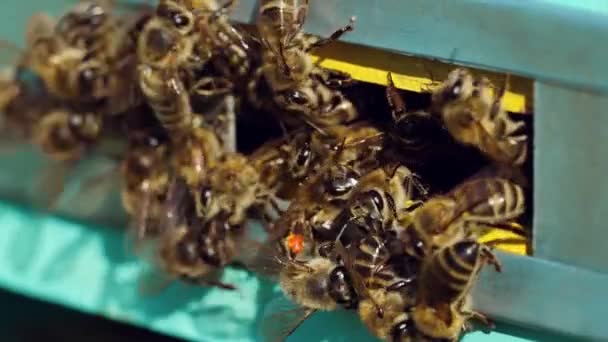 Las Abejas Melíferas Pululan Vuelan Alrededor Colmena Vida Las Abejas — Vídeos de Stock