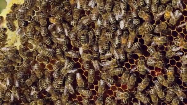 蜂は木製のフレームに蜂蜜とハニカムの上に座る 養蜂場のコンセプトです スローモーション — ストック動画