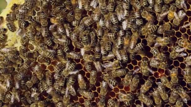 Les Abeilles Sont Assises Sur Nid Abeille Avec Miel Dans — Video