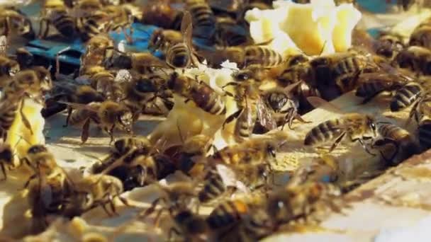 Frames Beehive Working Bees Hive Bees Turn Nectar Honey Slow — Stock Video