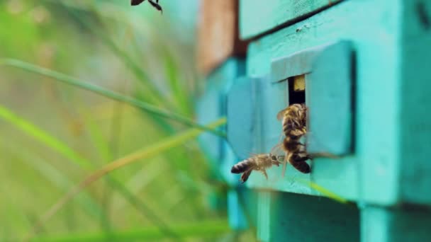蜜蜂成群结队地在蜂窝里飞来飞去 蜜蜂把花蜜转化为蜂蜜 用蜂窝包裹起来 慢动作 — 图库视频影像