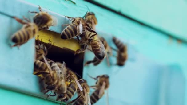 Bijen Zwerm Buurt Van Ingang Naar Korf Leven Van Bijen — Stockvideo