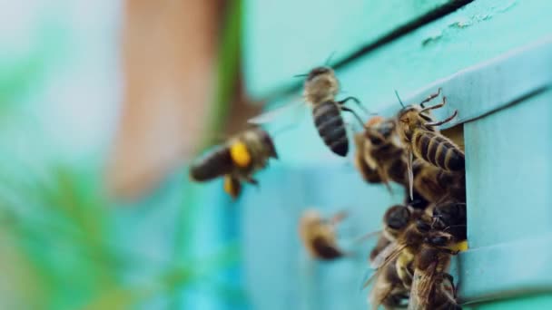 蜂の巣の周りを飛ぶミツバチのスローモーション ミツバチが木製の蜂の巣の穴の付近に群がっています — ストック動画