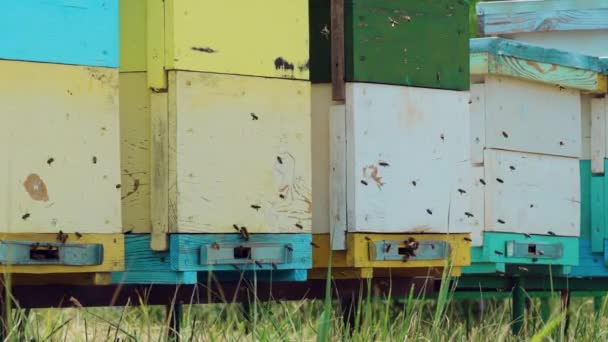 ミツバチが群がって その蜂の巣を飛んでします ミツバチは 蜂蜜とハイブに飛ぶ 夏の養蜂場 農業であります スローモーション — ストック動画
