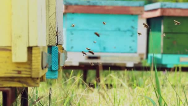 Бджоли Приносять Мед Своїм Бджолам Теплу Погоду День Бджоли Сидять — стокове відео