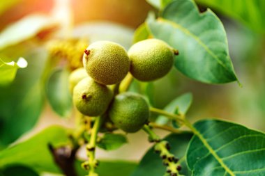 Gün batımında ağaçta taze ceviz. Ceviz ağacı. Yeşil yapraklar arkaplan.