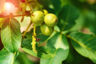Yeşil ceviz ağacının yaprakları ile bir dalını yetişen