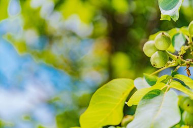 Şube mavi gökyüzü arka plan üzerinde olgunlaşmamış ceviz meyve ile kaplı