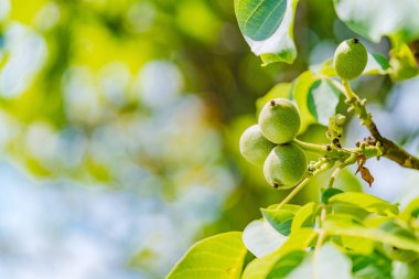 Taze ceviz mavi arka plan bir ağaçta asılı. Yeşil ceviz brunch meyve ile.