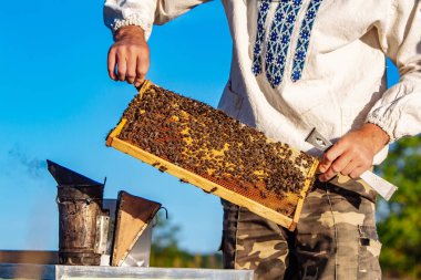 Arı yetiştiricisi arılarla ve arı kovanlarıyla çalışıyor. Arılar bal peteğinde. Arı kovanının çerçeveleri. Arıcılık. Tatlım..