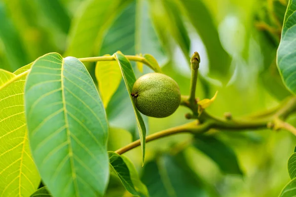 Grüne Früchte der Walnuss auf dem Zweig. Walnussbaum. — Stockfoto