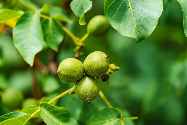 Grüne Früchte der Walnuss auf dem Zweig. Walnussbaum. — Stockfoto