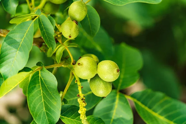 Noyer aux fruits. Beaucoup de noix sur un arbre au coucher du soleil — Photo