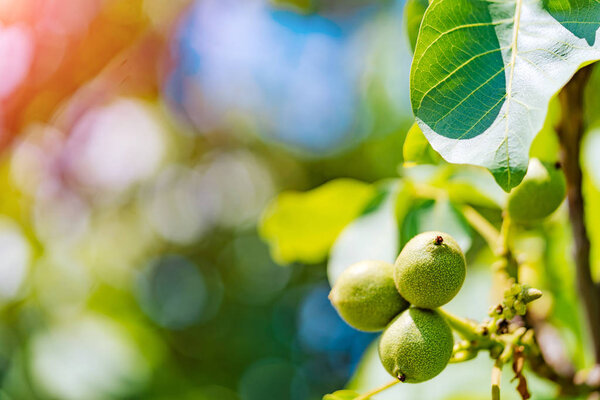 Свежие грецкие орехи висят на дереве на синем фоне. Зелёный поздний завтрак с фруктами
.