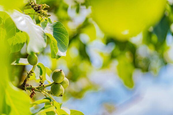 Орехи на дереве на закате. Зеленый фрукт грецкого ореха на ветке. Ореховое дерево
.