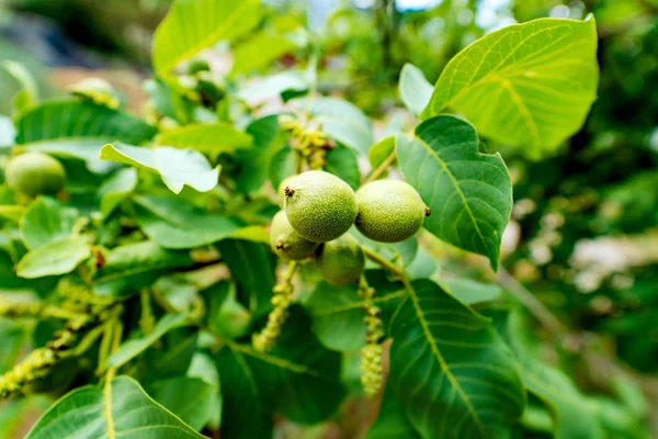 Na větev stromu s listy roste zelené vlašské ořechy — Stock fotografie