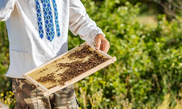 Menschenhände zeigt ein Holzgestell mit Waben auf dem Hintergrund grünen Grases im Garten — Stockfoto