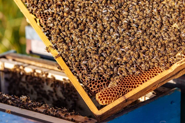 Close up of honey bees Apis mellifica clustered on a wooden frame, mostrando cera aberta pente cheio e brilhante com néctar . — Fotografia de Stock