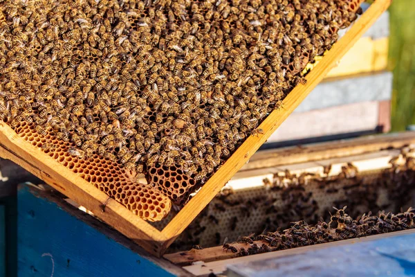 Рамки пчелиного улья. Рабочие пчелы в улье. Пчелы превращают нектар в мед . — стоковое фото