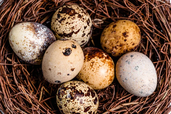 Ovos salpicados de codorniz no ninho do pássaro. Ovos pontilhados orgânicos com proteína e colesterol em um bisel. Macro shot . — Fotografia de Stock