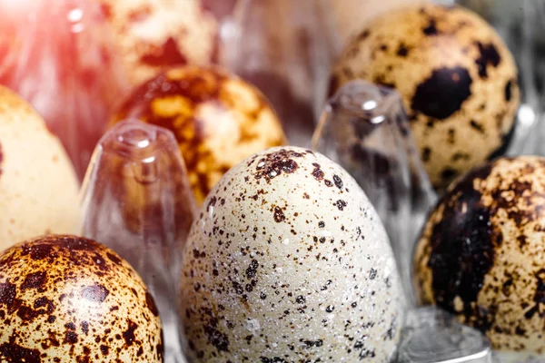 Ovos de codorna orgânicos frescos em uma bandeja de plástico. Comida saudável de ovos crus de codorna. Close-up — Fotografia de Stock