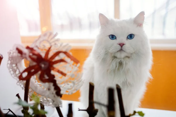 Mooie witte kat zit op het raam en witte bruiloft Kousenband met rode bloem ernaast. Kat op de bruiloft in de buurt van het venster kijken camera. — Stockfoto
