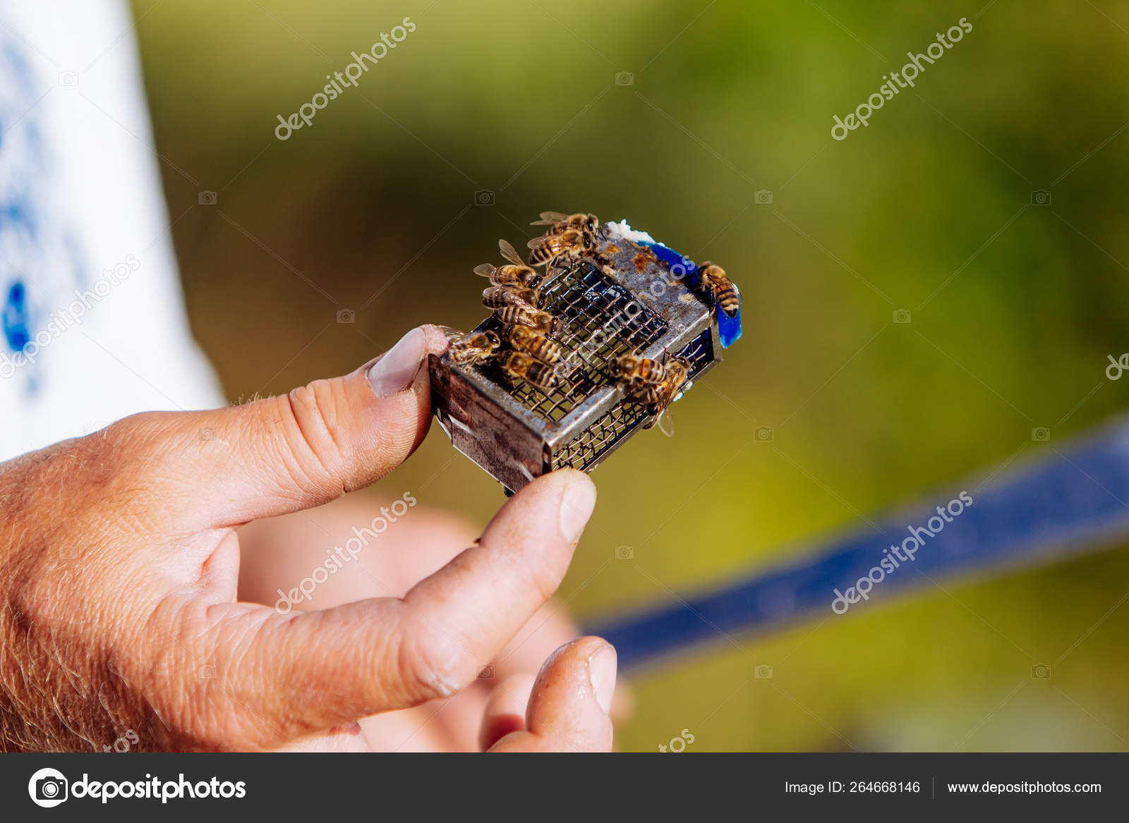 Queen bee. Beekeeper introducing a new queen bee to the hive Stock
