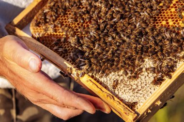 Arıcı elinde arılarla bir bal hücresi tutuyor. Apiculture. Apiary