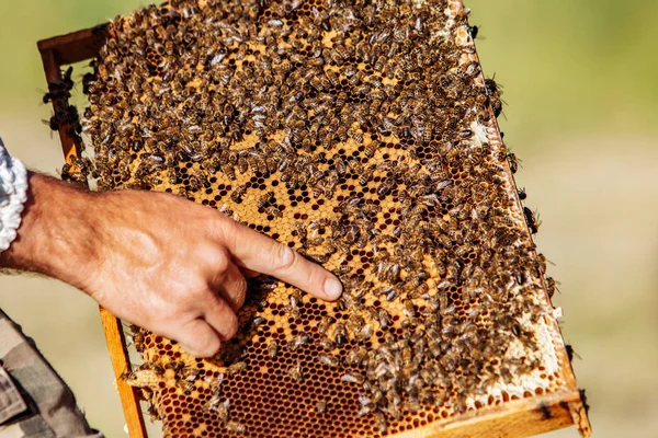 养蜂人的手正在与蜜蜂和蜂窝一起在蚜虫上工作。蜂窝上的蜜蜂。蜂窝的框架 — 图库照片