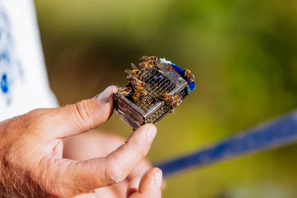 Abeja reina. Apicultor introduciendo una nueva abeja reina a la colmena — Foto de Stock