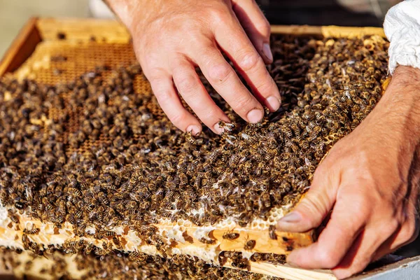 Το χέρι του μελισσοκόμου εργάζεται με τις μέλισσες και τις κυψέλες στο μελισσοκομείο. Μέλισσες σε κηρήθρες. Πλαίσια κυψέλης μελισσών — Φωτογραφία Αρχείου