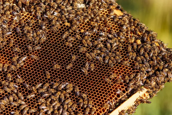 Рамки пчелиного улья. Пчеловодство. Honey . — стоковое фото