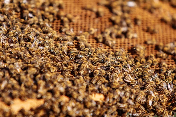 Медоносні бджоли на медовому комбінаті. Рамки бджолиного вулика. Виноградарство . — стокове фото