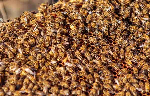 Pszczoły pracują na plaster miodu. Pszczelarskich. Pszczoły miodne na plaster miodu — Zdjęcie stockowe