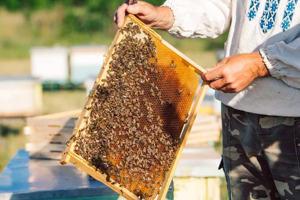 L'apicoltore sta lavorando con api e alveari sull'apiario. Cornici di un alveare. Concetto respiratorio — Foto Stock