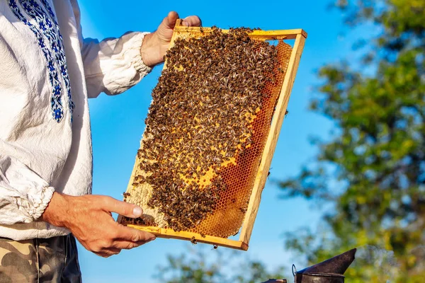 Ο μελισσοκόμος συνεργάζεται με μέλισσες και Μελίσσια στο Μελισσοκομείο. Πλαίσια μιας κυψέλης μελισσών. Έννοια του μελισσοκομίου — Φωτογραφία Αρχείου