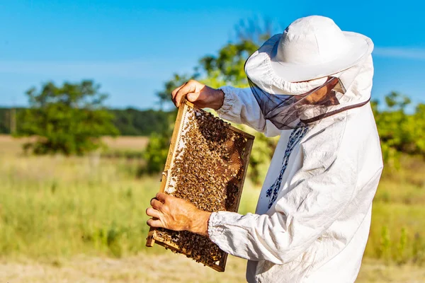 Apicultor a trabalhar com abelhas no seu apiário. Abelhas em favos de mel. Quadros de uma colmeia de abelhas — Fotografia de Stock