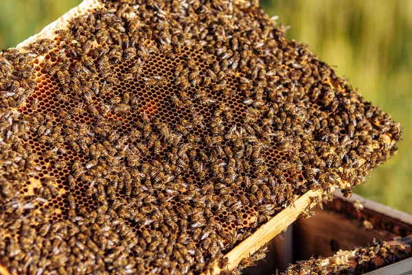 Εργασίας μέλισσες στην κηρήθρα. Καρέ από μια κυψέλη μελισσών. Μελισσοκομία — Φωτογραφία Αρχείου
