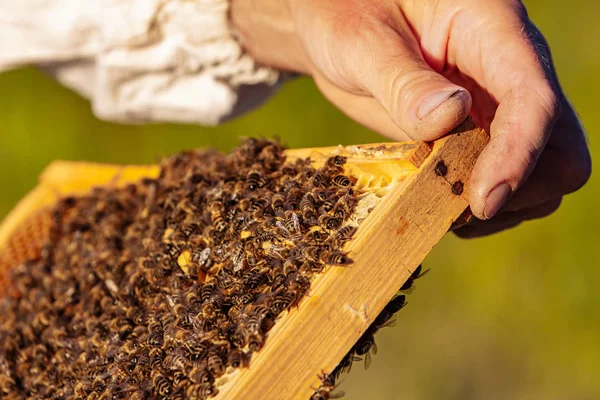 hands of man shows a wooden frame with honeycombs on the background of green grass in the garden