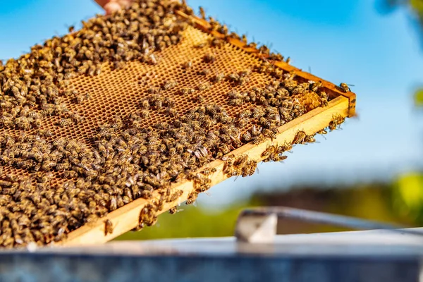 Apiculteur tenant un rayon de miel plein d'abeilles. Apiculteur inspectant le cadre en nid d'abeille au rucher. Concept apicole — Photo