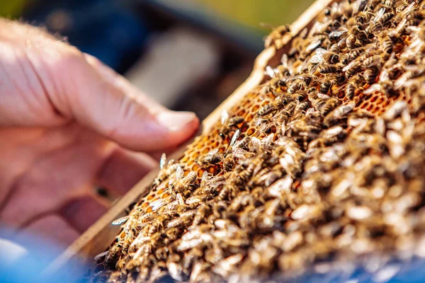 Rahmen eines Bienenstocks. Arbeitsbienen im Bienenstock. Bienen verwandeln Nektar in Honig. — Stockfoto