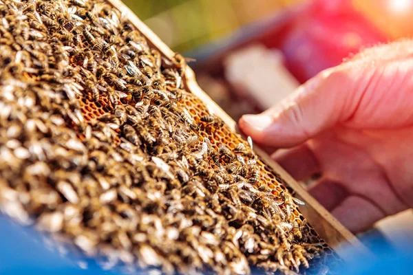 Rahmen eines Bienenstocks. Honigernte im Bienenhaus. Gesunde Ernährung. Bienenwaben. — Stockfoto