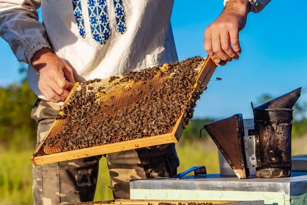 De imker onderzoekt bijen in de honingraten. Handen van de imker. De honingbij is close-up. — Stockfoto