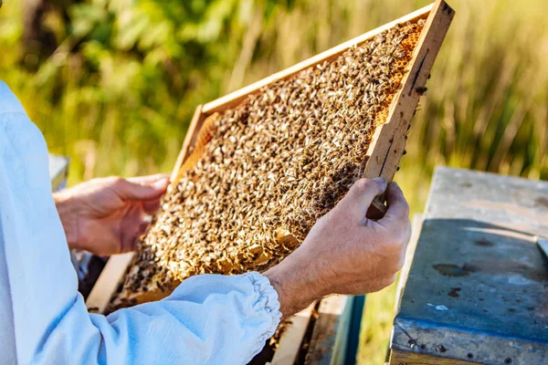 Cornici di un alveare. Miele da apicoltore. Api che lavorano sulle cellule del miele. Concetto respiratorio . — Foto Stock