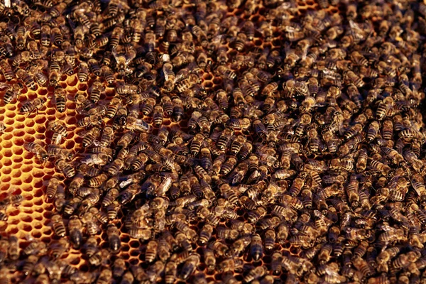 Пчелы на сотах на пасеке летом — стоковое фото
