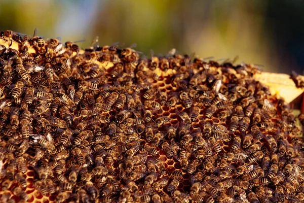 Pszczoły miodne na plaster miodu w pasieki w późnym okresie letnim. Koncepcja Apiary. — Zdjęcie stockowe